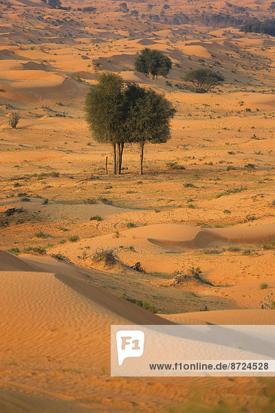 Wüste Rub al-Chali  Vereinigte Arabische Emirate