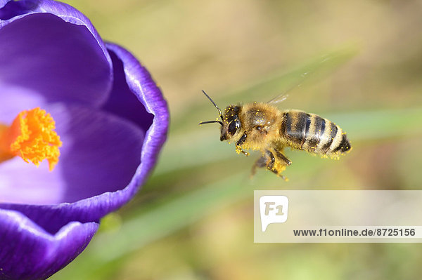 Nahaufnahme einer Honigbiene (Apis mellifera) auf einem Frühlings-Krokus (Crocus vernus)