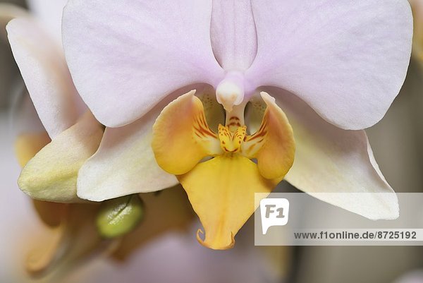 Blüte einer Phalaenopsis-Orchidee