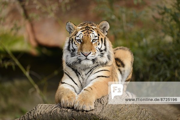Sibirischer Tiger (Panthera tigris altaica) liegt auf der Erde
