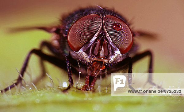 esser house fly  Fannia canicularis