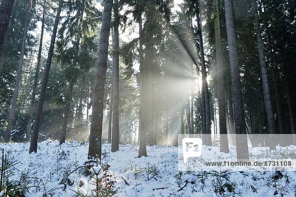 Fichte  Tanne  Winter  Landschaft  Wald  Norwegen  schmelzen  Deutschland  Schnee