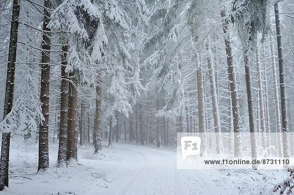 Fichte  Tanne  Winter  Landschaft  Wald  Norwegen  Deutschland