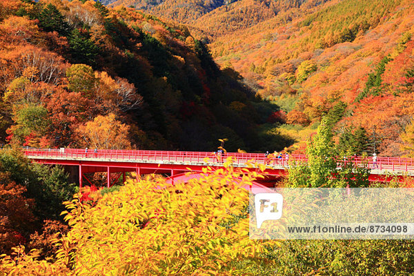 Autumn leaves  Yamanashi Prefecture