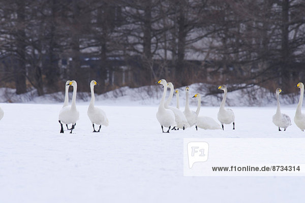 Swans in Hokkaido  Japan