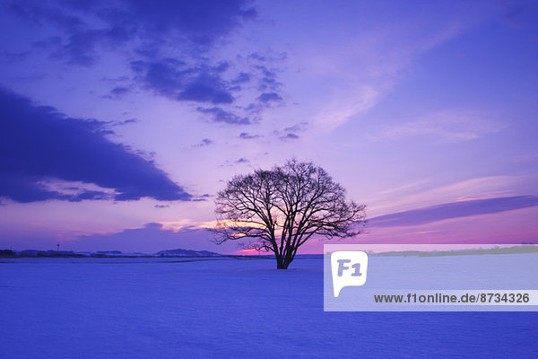 Japanese Elm tree in snow field and morning sky