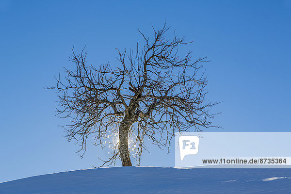 Baum im Winter  Gegenlicht  Lesachtal  Kärnten  Österreich