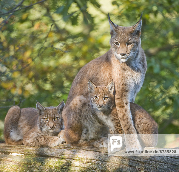 Eurasischer Luchs  Nordluchs (Lynx lynx)  Muttertier und Jungtiere sitzen auf einem Baumstamm  captive  Niedersachsen  Deutschland