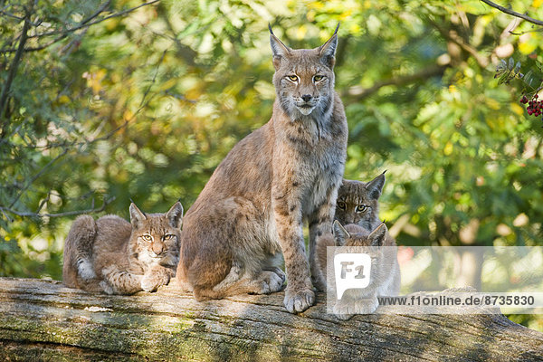 Eurasischer Luchs  Nordluchs (Lynx lynx) Muttertier und Jungtiere sitzen auf einem Baumstamm  captive  Niedersachsen  Deutschland