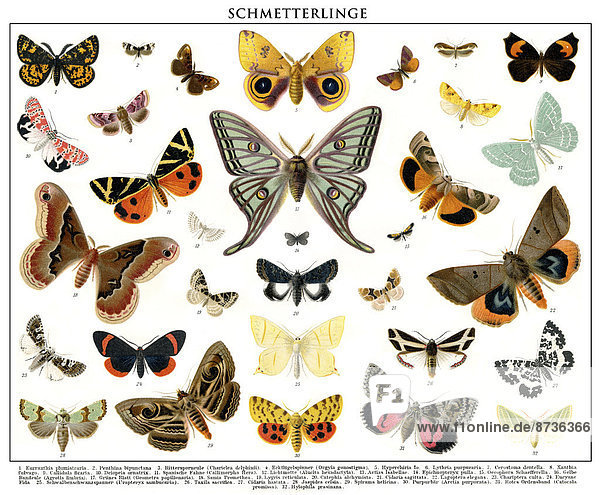 Schmetterlinge  historische Illustration  19. Jahrhundert