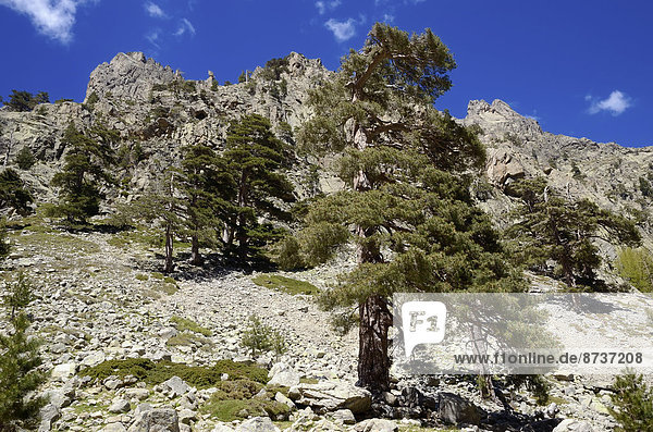 Korsische Schwarzkiefern (Pinus nigra subsp. laricio)  Restonica-Tal  Gorges de la Restonica  Regionaler Naturpark Korsika  bei Corte  Korsika  Frankreich