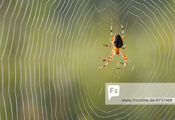 Gartenkreuzspinne (Araneus diadematus) im Spinnennetz  Deutschland