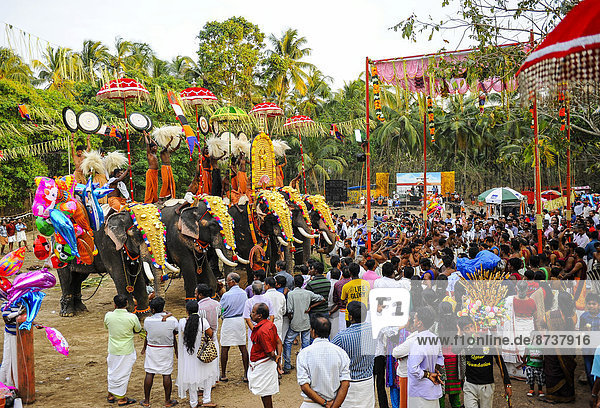 Hinduistisches Tempelfest mit vielen Elefanten  Thrissur  Kerala  Südindien  Indien