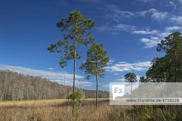 The wet prairie area of the National Audubon Society's Corkscrew Swamp Sanctuary  Naples  Florida  United States
