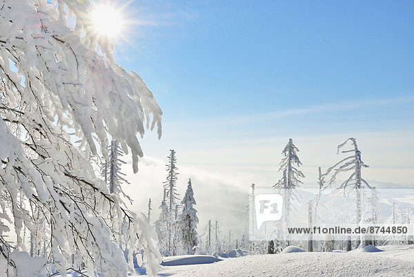 Nadelbaum  Winter  bedecken  Wald  Bayern  Deutschland  Schnee  Sonne