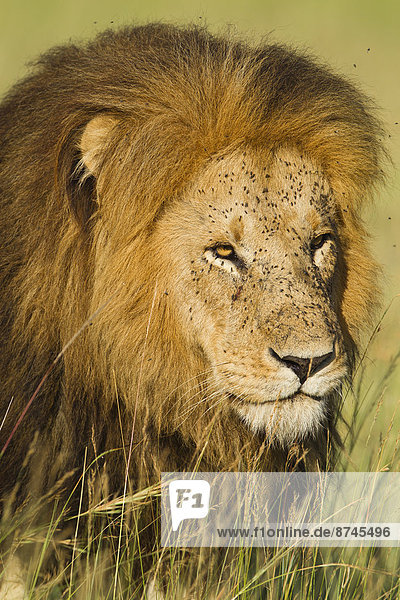 Raubkatze , Löwe,  Panthera leo , Portrait , gehen , groß,  großes,  großer,  große,  großen , Gras , Masai Mara National Reserve , Afrika , Kenia , Löwe - Sternzeichen