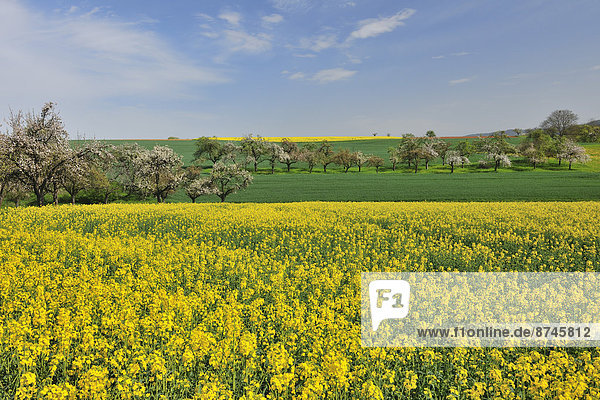 Ländliches Motiv  ländliche Motive  Feld  Bayern  Canola  Deutschland