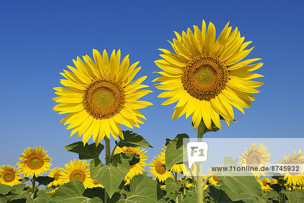 durchsichtig  transparent  transparente  transparentes  Himmel  blauer Himmel  wolkenloser Himmel  wolkenlos  blau  Sonnenblume  helianthus annuus  Italien  Toskana