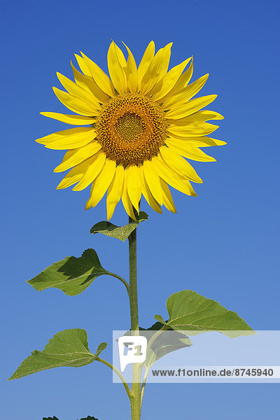 durchsichtig  transparent  transparente  transparentes  Sonnenblume  helianthus annuus  Himmel  blauer Himmel  wolkenloser Himmel  wolkenlos  blau  Italien  Toskana