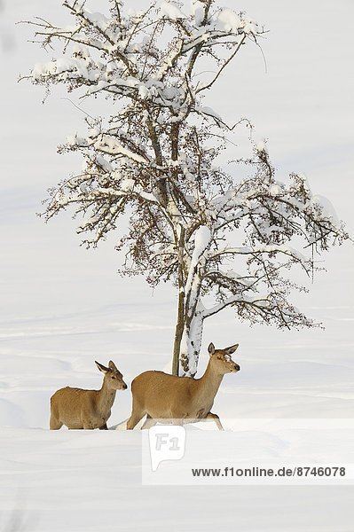 Red Deer (Cervus elaphus) Mother with Young in Winter  Bavaria  Germany