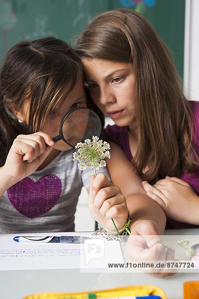 Girls in classroom examining flowers with magnifying glass  Germany