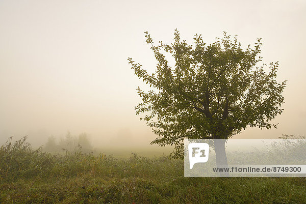 Morgen  Baum  Sonnenaufgang  Nebel  früh  Apfel  Deutschland  Hessen