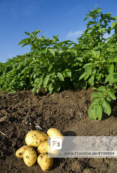 ernten , Pflanze , Feld , Kartoffel , Deutschland