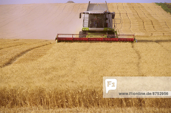 Combine harvester harvesting wheat in field