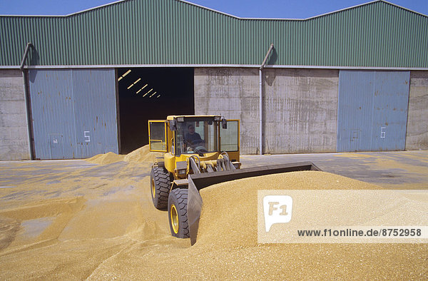 Tractor shovelling grain