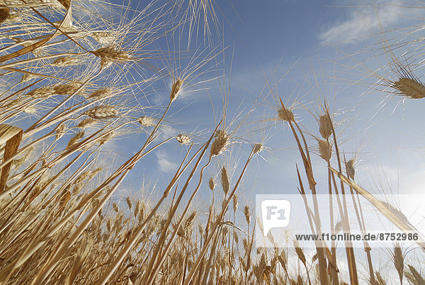Stalks of ripe wheat close-up low angle view
