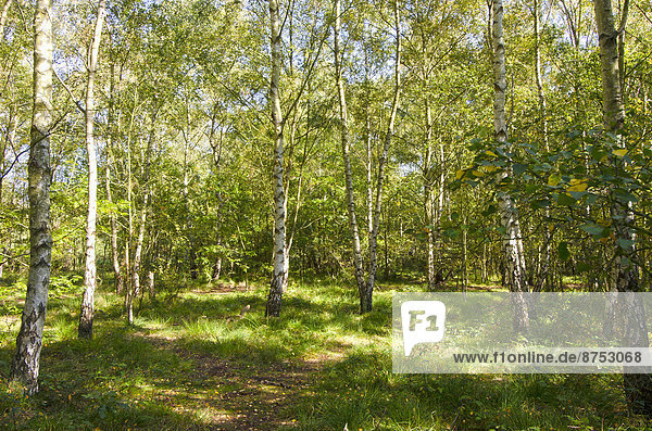 path running through stand of birch trees