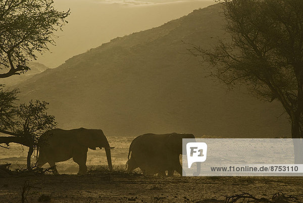 Silhuette Wüstenelefanten Herde zu Fuß