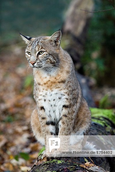European Lynx  felis lynx.