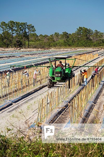 Immokalee  Florida - Workers place stakes in rows where tomatoes will grow.