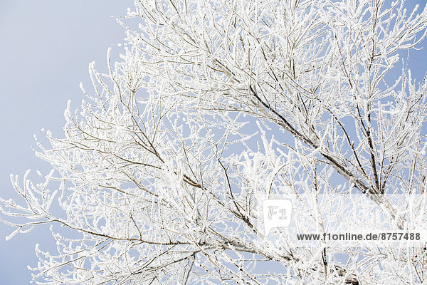 durchsichtig  transparent  transparente  transparentes  Winter  Baum  Himmel