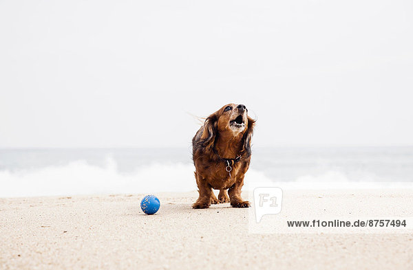 stehend  Fröhlichkeit  Strand  Ball Spielzeug  Dackel