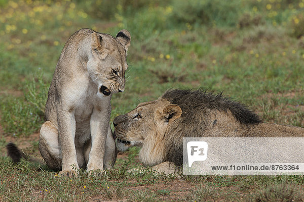Lions (Panthera leo) female and male Kgalagadi Transfrontier Park Northern Cape South Africa