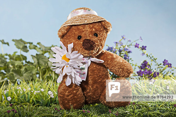 Teddybär mit Margerite auf Wiese