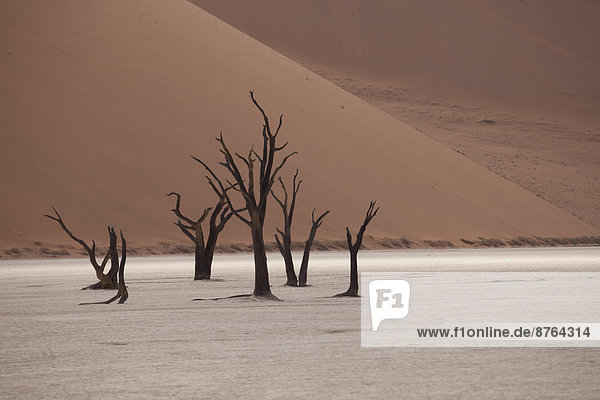 Wüste Namibia kahler Baum kahl kahle Bäume