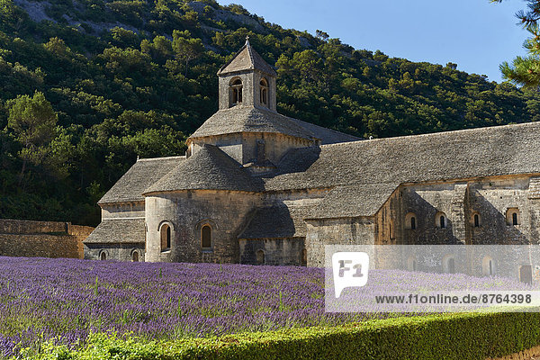 Die romanische Zisterzienserabtei Notre-Dame von Senanque  1148  mit blühenden Lavendelfeldern  bei Gordes  Provence  Frankreich