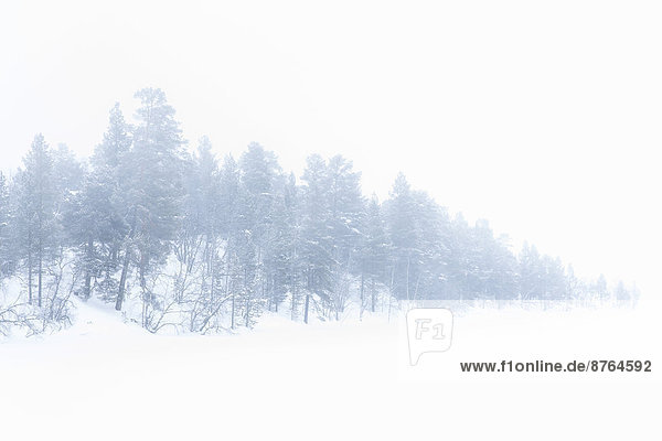Verschneite Bäume  bei Utsjoki  Lappland  Finnland