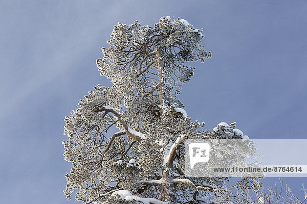 Vereister Baum  bei Saariselkä  Finnland