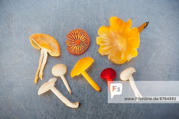 Colorful mushrooms