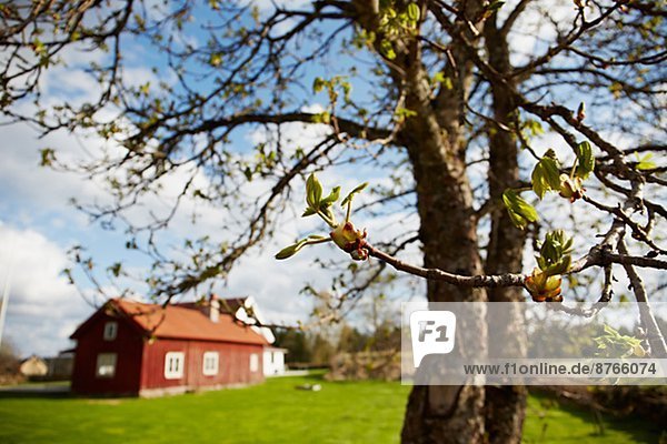 Wohnhaus Baum Hintergrund Holz Västergötland Schweden