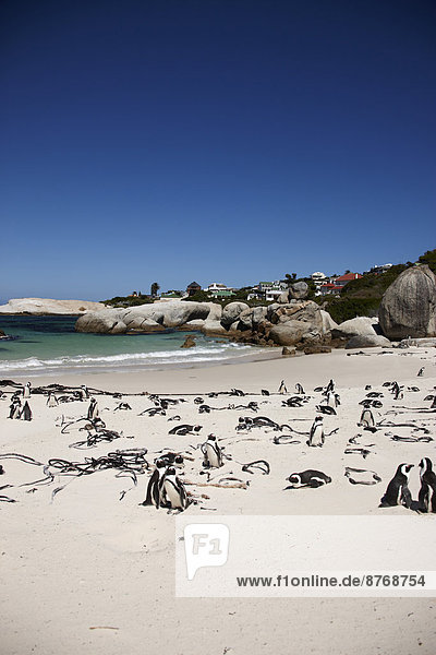 South Africa  Simonstown  Black-footed penguins