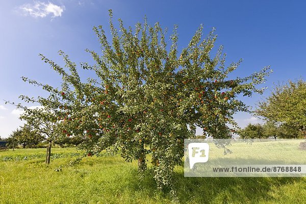 Deutschland  Hessen  Apfelbäume im Obstgarten