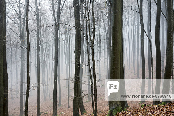 Germany  Hesse  fog in the nature park Taunus