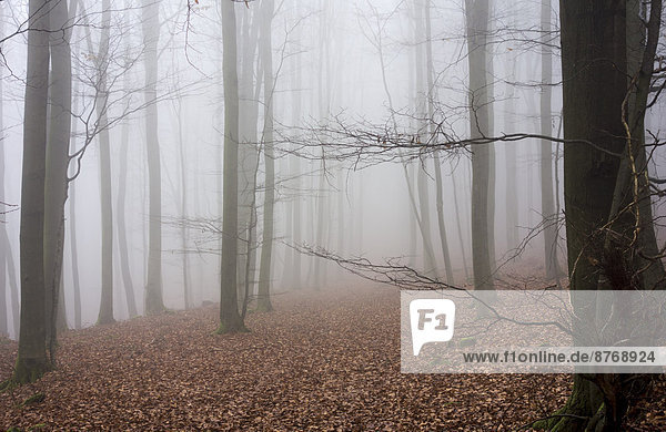 Deutschland  Hessen  Nebel im Naturpark Taunus
