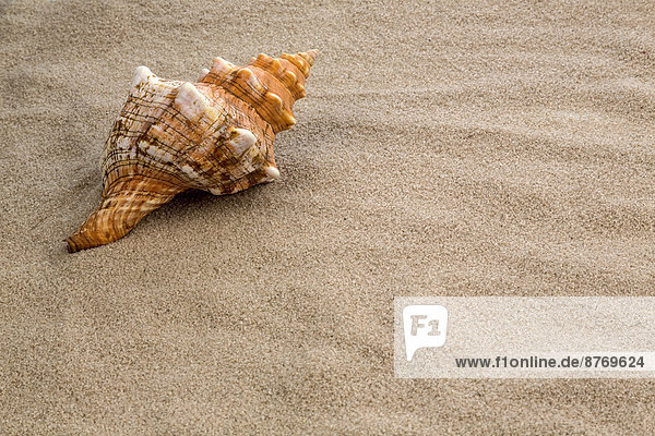 Shell lying on beach  close-up