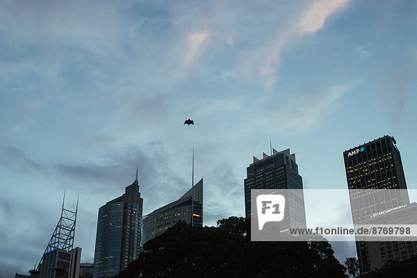 Australien  New South Wales  Sydney  Blick auf Wolkenkratzer  Fledermaus am Himmel